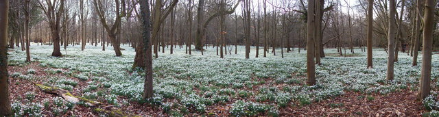 Snowdrops and Beech Trees