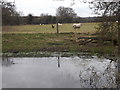 Pond West of Whitehouse Farm