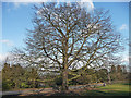 Oak, Dulwich Park (4)