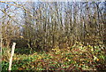 Coppiced woodland, Foreman