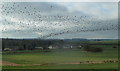 Fields north of Whaley Thorns