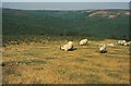 ST1439 : Sheep on Higher Hare Knapp by Derek Harper