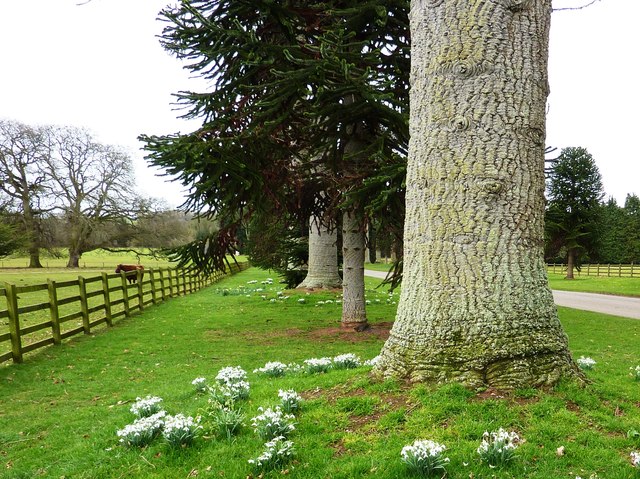 Snowdrops at Bicton College