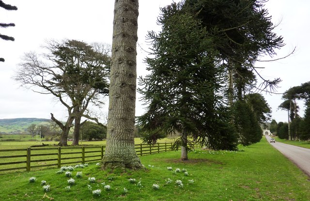 Snowdrops at Bicton College © Tom Jolliffe cc-by-sa/2.0 :: Geograph ...