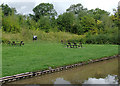 SJ6458 : Canalside picnic site near Aston juxta Mondrum, Cheshire by Roger  D Kidd