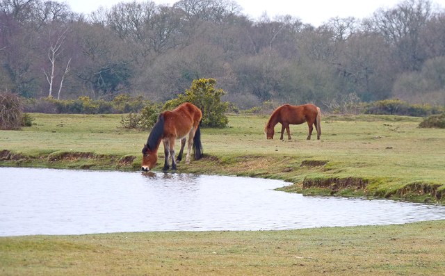 Ponies at Janesmoor Pond © Mike Smith :: Geograph Britain and Ireland