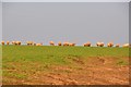 Mid Devon : Sheep Grazing