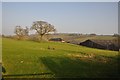 ST0216 : Mid Devon : Grassy Field near Murley Farm by Lewis Clarke