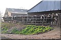 ST0216 : Mid Devon : Murley Farm Cattle by Lewis Clarke