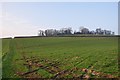 ST0215 : Mid Devon : Grassy Field by Lewis Clarke