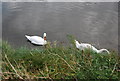 Swans, River Orwell