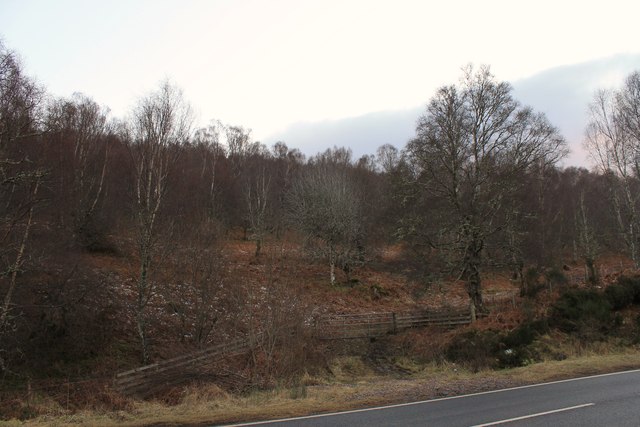 Woodland by the A835