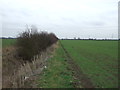 Hedgerow off Shire Lane