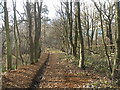 On the old railway in Sheephouse Wood