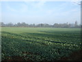 Crop field near Fulbeck