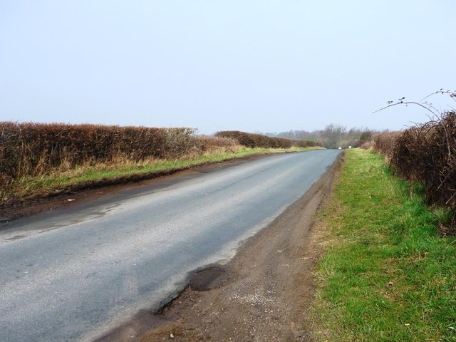 The road to Harton Lodge Plantation