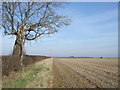 Field margin, Wellingore Heath