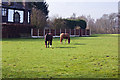 A field with horses off Foxes Bank Lane