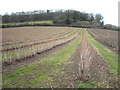 Field of blackcurrant bushes at Stoke Sub Hamdon