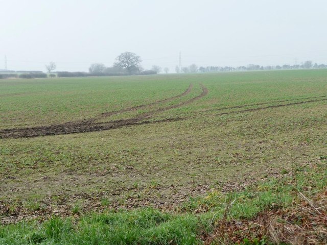 Tracks in the field