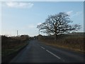 Bare winter tree beside B3226