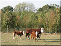 SP1364 : A Hereford bull and two calves by Robin Stott