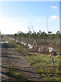 Standard Trees Nurseries, Golden Cross