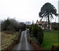 Cottage with a large araucaria araucana  in its front garden