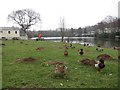 Lake at Coghurst Hall Holiday Park