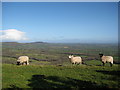 Marshwood Vale and Three Sheep