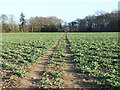 Path through field, Mottisfont Estate