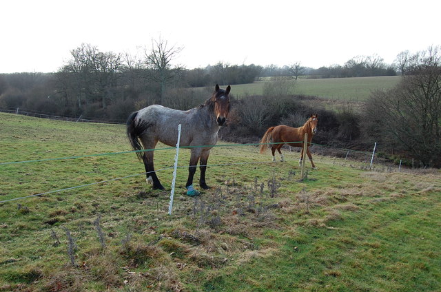 Horses in Field near Sandhurst