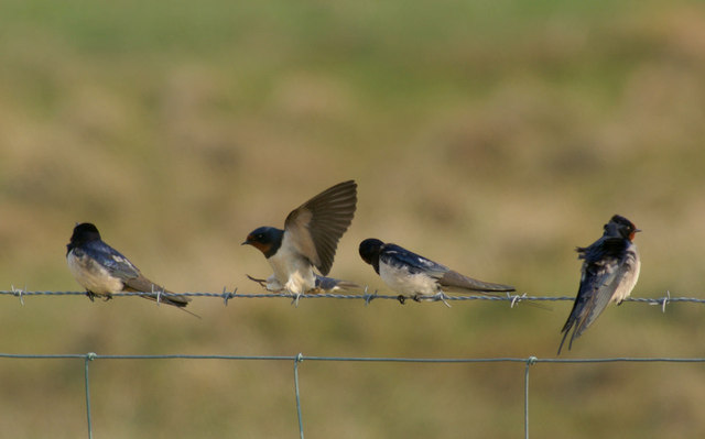 Swallows (Hirundo rustica), Northdale
