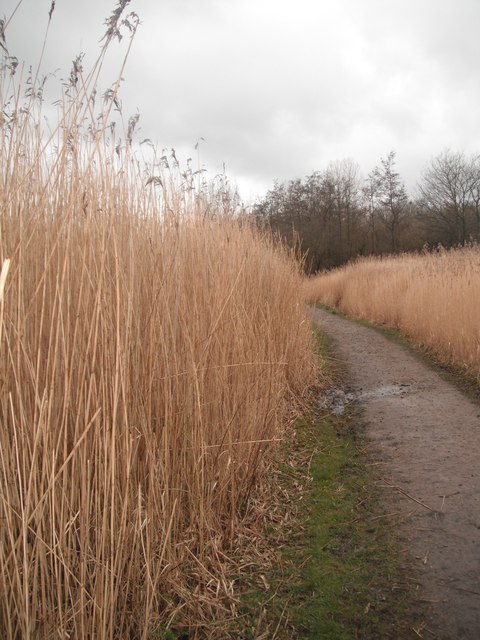 Reed Beds in Sankey Valley Park