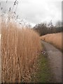 Reed Beds in Sankey Valley Park