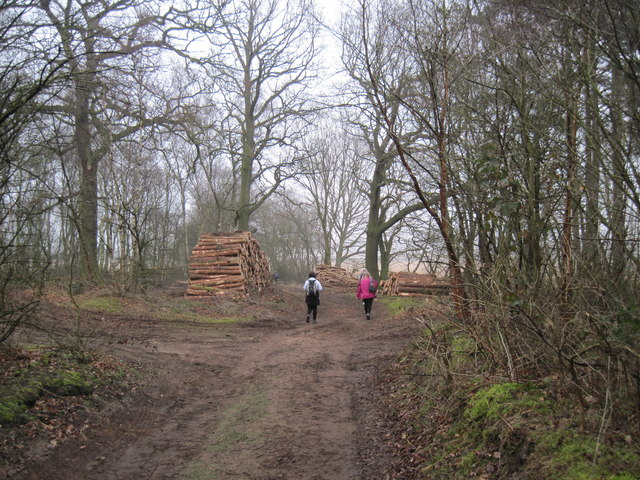 Timber  awaiting  Collection  in  Houghton  Woods