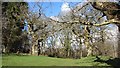 Old oaks, Cadzow