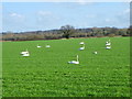 SU1410 : Mute Swans, Harbridge by Maigheach-gheal