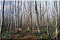 Woodland near Cox Heath