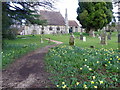 Daffodils in the churchyard, Whiteparish