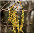 Catkins, Belfast (3)