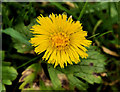 Flower, Comber Greenway, Belfast