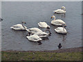 SO7204 : Bewick's Swans at Slimbridge by David Dixon