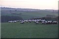 Mid Devon : Gogwell Farm Sheep