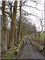 Beech Trees and Track