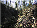 SJ3403 : Stream bank in College coppice by Dave Croker