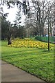 Early Narcissus in Sandford Park