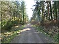 Hethfelton Wood, forestry road