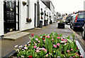 Floral tubs, Crawfordsburn