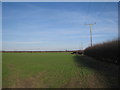 Hedge with electricity poles